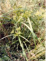 Image result for Cyperus luteus