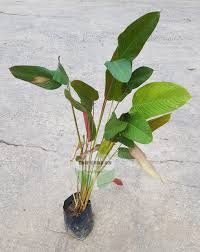 Image result for Marantochloa