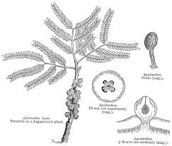 Image result for Apodanthaceae