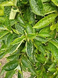 Nama lain bagi daun pecah kaca adalah bayam karang, ngo kilo, keji beling, jin batu, pecah beling dan lidah jin.bagi mengenali daun pecah. Pokok Pecah Kaca Retak Koleksi Petua Dan Khasiat Herba Facebook