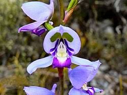Image result for Disa cryptantha