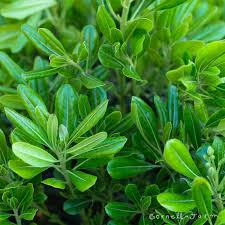 Image result for Pittosporum fulvotomentosum