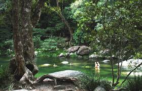 Mossman Gorge Bring Your Swimmers For A Dip In The Mountain Fresh Rivers Daintree Rainforest Incredible Places Rainforest