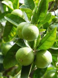 Image result for Citrus × aurantiifolia