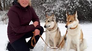 Image result for západosibiřská lajka