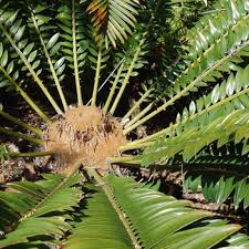 Image result for Encephalartos gratus