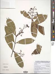 Image result for Motandra lujaei