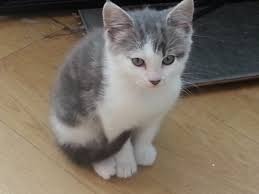 Can be seen with mum. Very Cute Fluffy Kittens For Sale Chelmsford Essex Pets4homes