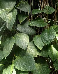 Image result for Cissus humbertii