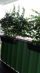 Balkon Sichtschutz Mit Efeu Balkon Sichtschutz Balkon Sichtschutz