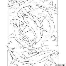 coloriage requin marteau dessin animaux a imprimer de fleurs pour adultes