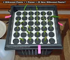 Grow From Cuttings Tropical Milkweed Propagation With Images Milkweed Plant Milkweed Monarch Butterfly Garden