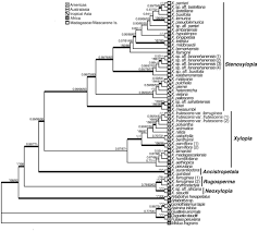 Image result for Xylopia tenuipetala