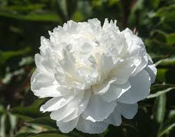 Pfingstrose pflanzen kaufen sie einfach online! Pfingstrose Shirley Temple Paeonia Lactiflora Shirley Temple Gunstig Online Kaufen