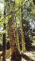 Image result for Afrocarpus usambarensis