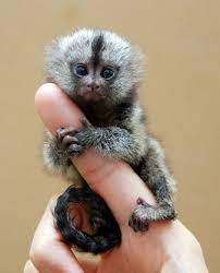 Pygmy Marmoset The Smallest Monkey Cute Little Animals Tiny Monkey Marmoset Monkey