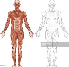 Maybe you would like to learn more about one of these? Detailed Human Body Anatomy Muscles Front View Human Body Muscles Free Human Body Human Body Anatomy