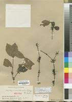 Image result for Warneckea sansibarica