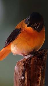 Black Bird With Orange Wings South Africa Sign In Beautiful Birds Bird Drawings Wild Birds