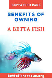 Benefits Of Owning A Betta Fish In 2020 Betta Fish Care Betta Betta Fish