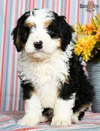 Sarge Mini Bernedoodle Puppy For Sale In Millersburg Oh Buckeye Puppies Bernedoodle Mini Bernedoodle Puppies For Sale