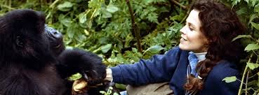 Gorillas in the mist provides not just a wonderful picture and insight into the lives of the gorillas, but into the mind of this rare woman who worked with them. About Dian Fossey Rwanda Eco Company