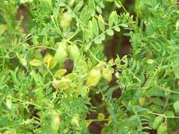 Epingle Sur De Plante A Fruit