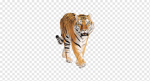 1.172 imágenes gratis de estres. Tigre Dominante Creativo Png Libre Tigre Dominador Png Pngwing