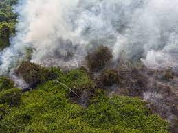 More images for kebakaran hutan di malaysia » Kebakaran Hutan Di Sarawak Semakin Bertambah