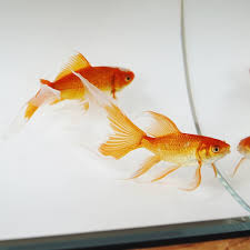 鉄魚 福島 金魚 極光金魚 水 water goldfish aquarium fish pet fish pets