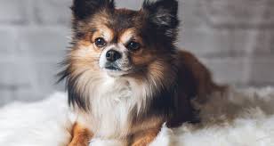 Collection by mary • last updated 21 hours ago. Papillon Dog Breed Guide Uks 1 Pet Blog