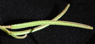 Image result for Acroceras zizanioides