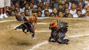 Nonton online berita dan info sabung ayam terupdate hanya di vidio. Melihat Industri Sabung Ayam Di Filipina Yang Bernilai Miliaran Dolar Kaskus