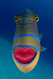 Fish Lips Barn Animals Wind Sock Species