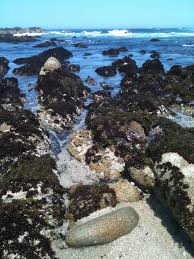 Tidepools Along The 17 Mile Drive Between Pacific Grove And Pebble Beach Pool Life Rocky Shore Tide Pools