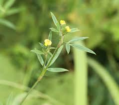 Image result for Ceropegia lugardiae