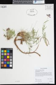 Image result for Trifolium baccarinii