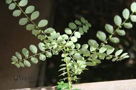 Image result for Phyllanthus tenellus