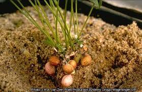 Image result for Vigna subterranea