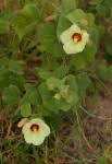 Image result for Pavonia senegalensis