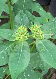 Image result for Euphorbia heterophylla