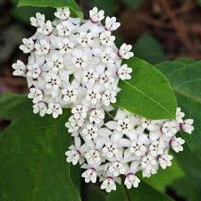 Find Milkweed Plants And Milkweed Seeds For Monarchs 25 Milkweed Plant Milkweed Seeds Milkweed