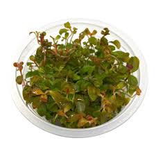 Image result for Ludwigia senegalensis