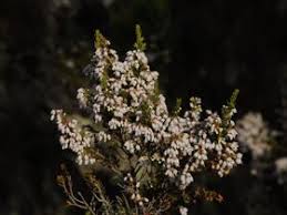 Image result for Erica kingaensis