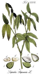 Image result for Sapindus saponaria