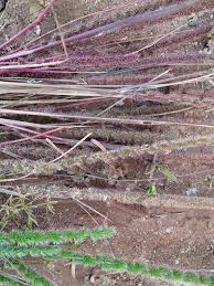 Image result for Elytrophorus spicatus