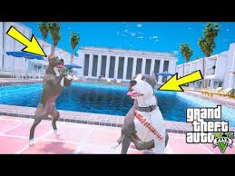 Yavru Pitbull Abisi Kaos Un Olmedigini Ogreniyor Gta 5 Youtube