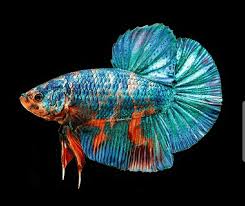 Ikan cupang terbesar di dunia adalah ikan cupang jenis giant. Sejarah Ikan Cupang Terbesar Menjadi Incaran Para Sultan Cupang Sehat