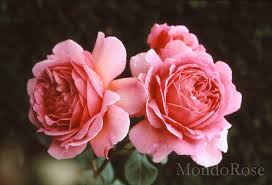 La versione attuale è 4.0.1 rilasciata su june immagini di fiori belle immagini condivise per il 2020 invia fiori regalo per il nuovo anno 2020 immagini di bouquet di fiori di rose per il prossimo. 4k Archivi Mondorose E Fiori
