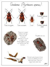 Gendarme Pyrrhocoris Apterus Les Carnets Nature De Jessica En 2020 Documentaire Animaux Activites Nature Enfants Coloriage Insectes